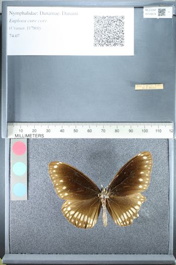 Media type: image;   Entomology 159274